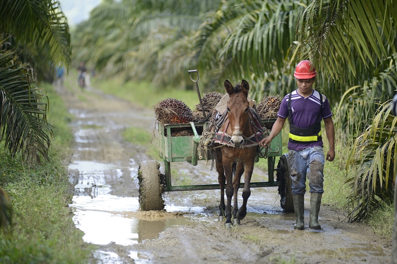 Palmölbauer mit Pferd und Ernte; Copyright: Henkel