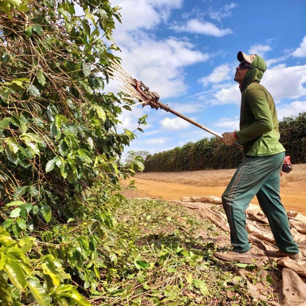 Arbeiter im brasilianischen Kaffeesektor
