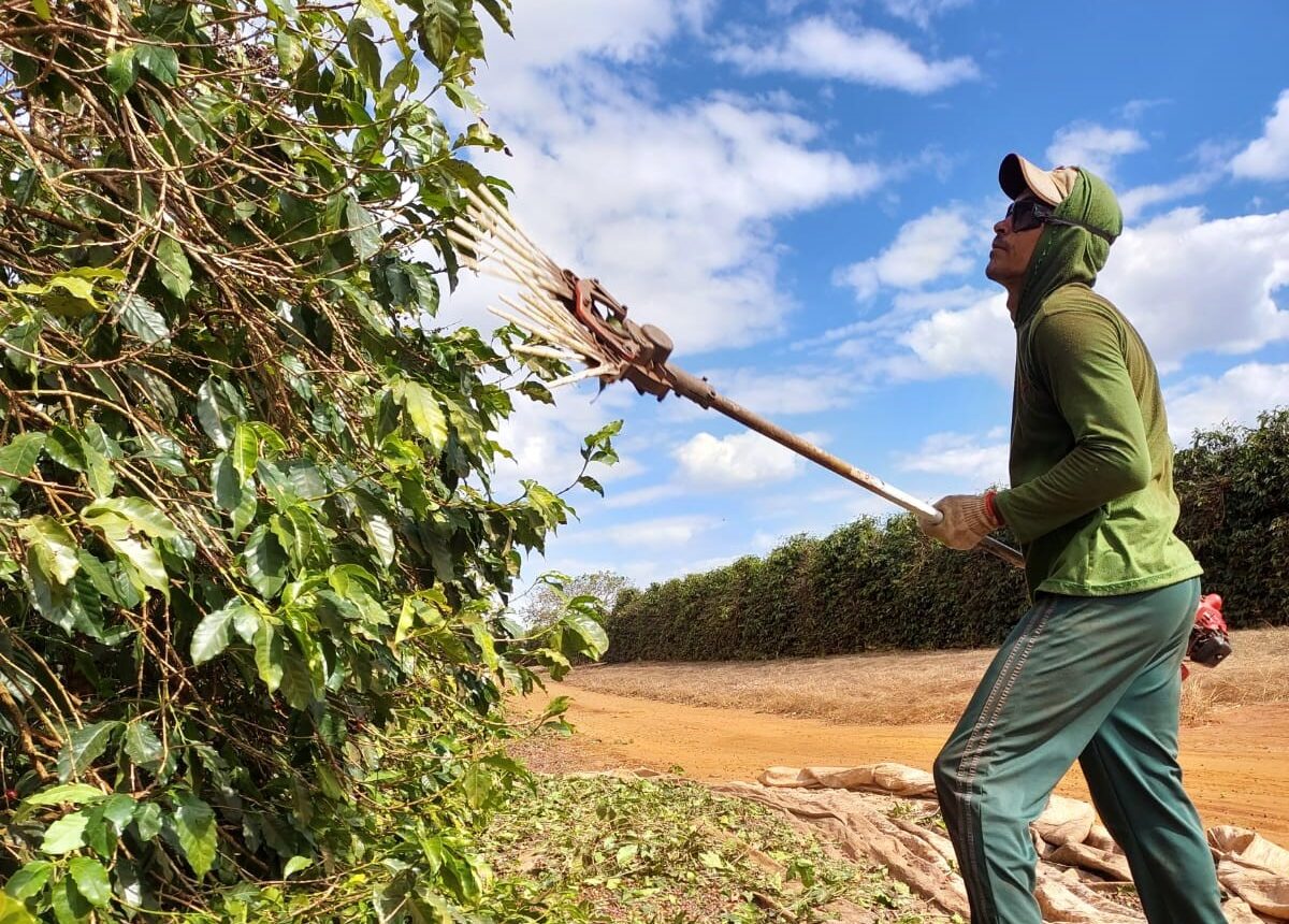 Arbeiter im brasilianischen Kaffeesektor