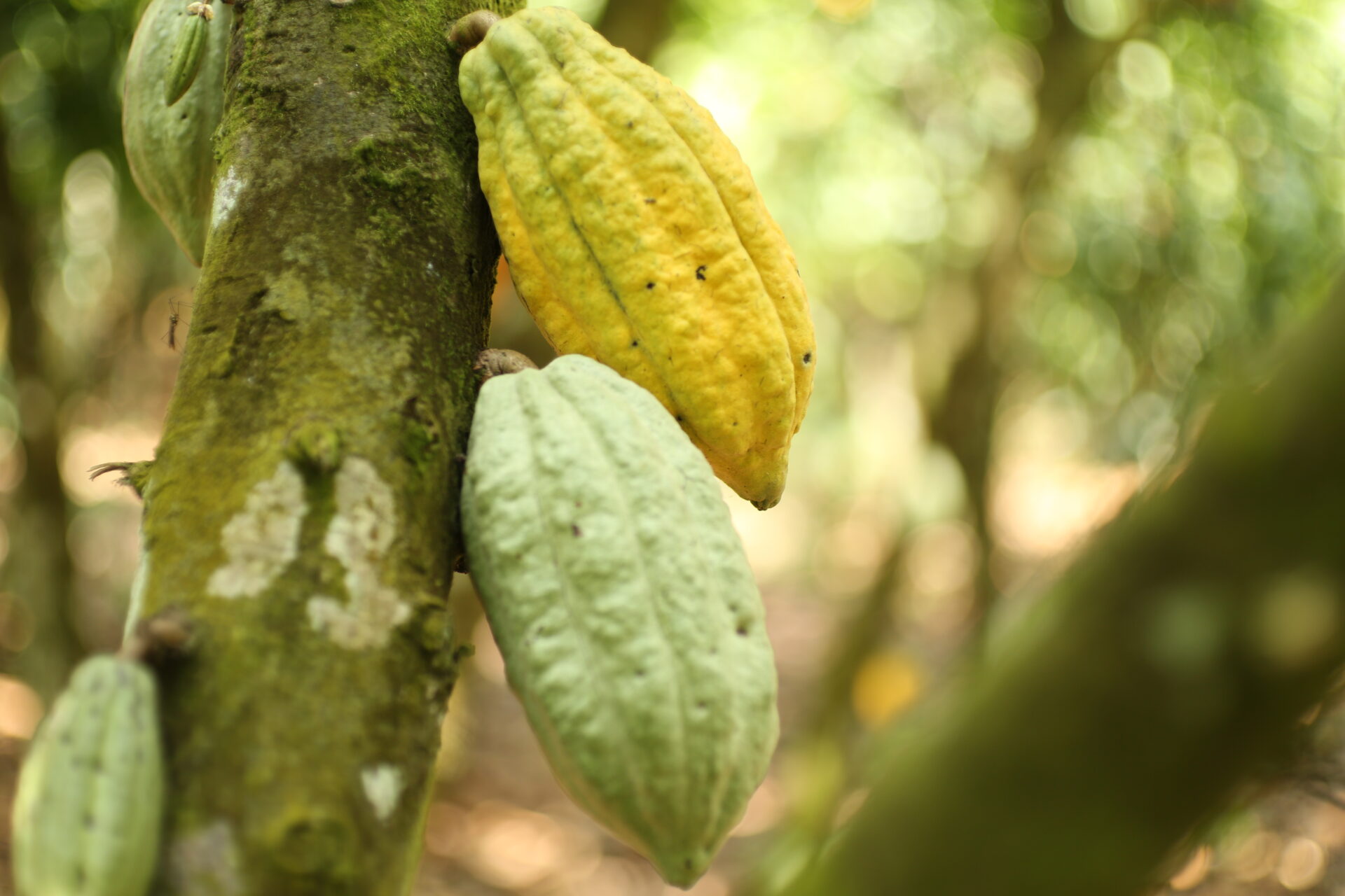 Kakaofrucht an einem Baum in der Côte d'Ivoire.