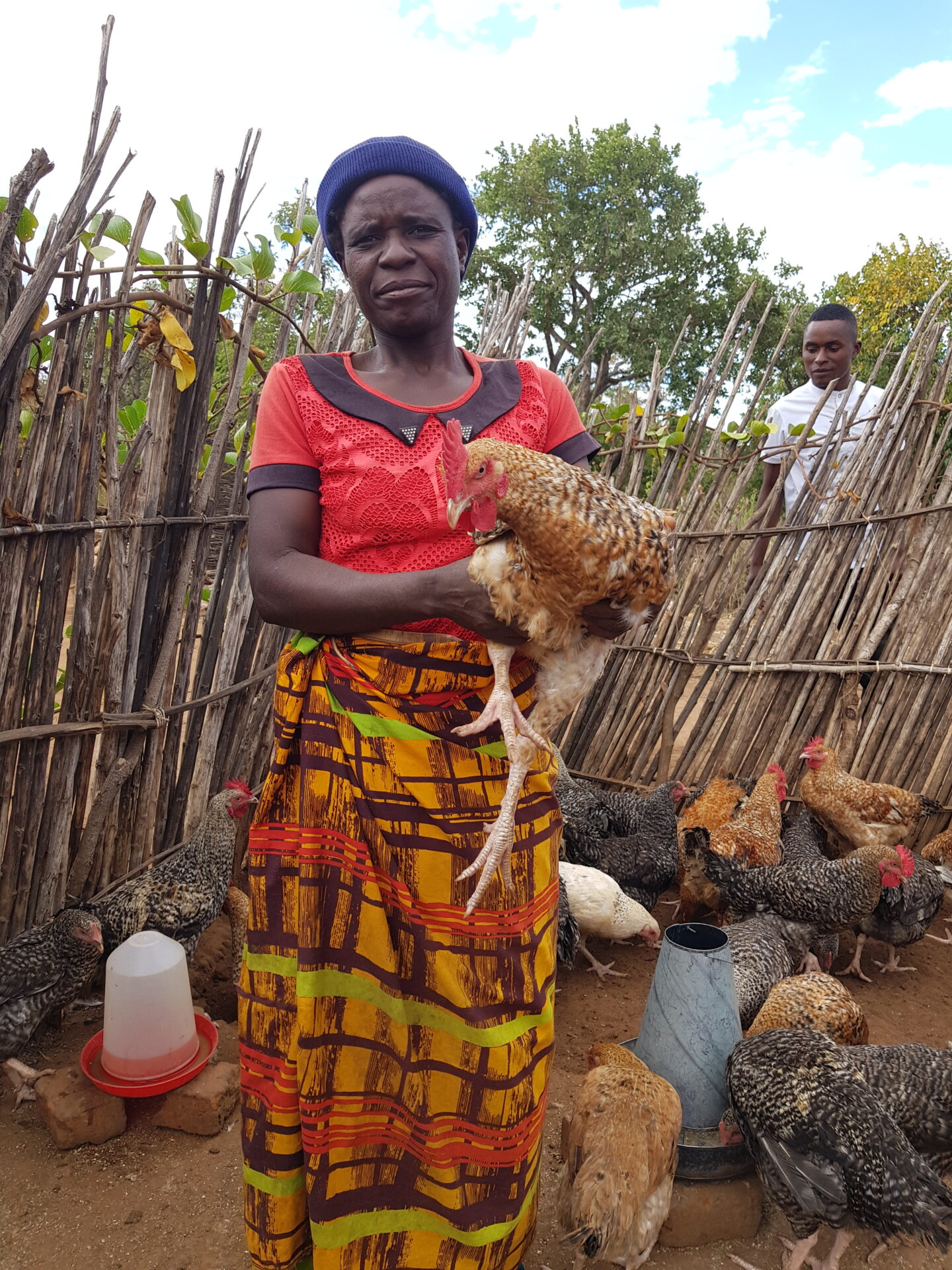 Farmerin in Sambia hält Huhn in der Hand; Sasso-Bird-Rasse; Solidaridad Sambia schult Bäuerinnen in Unternehmensführung und Geflügelzucht