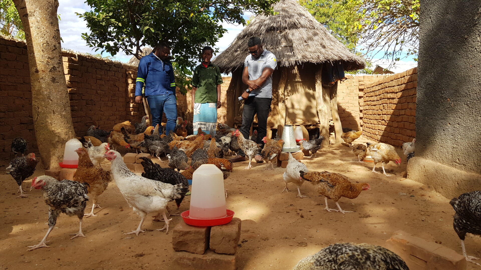 Geflügelzucht in Sambia; Projekt “K’FUYA” hat das Ziel, die Ernährungssicherheit und das Einkommen von 110 ländlichen Haushalten in Sambia zu verbessern. 