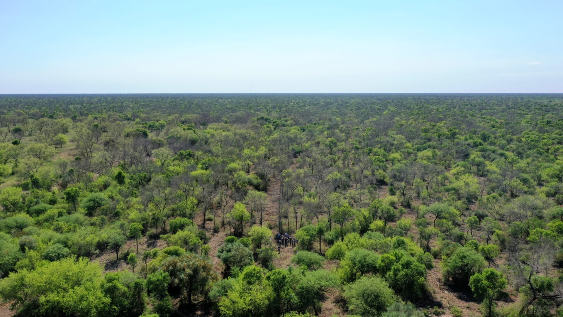 Der Gran Chaco, der zweitgrößte Wald Südamerikas, ist besonders von Abholzung bedroht.