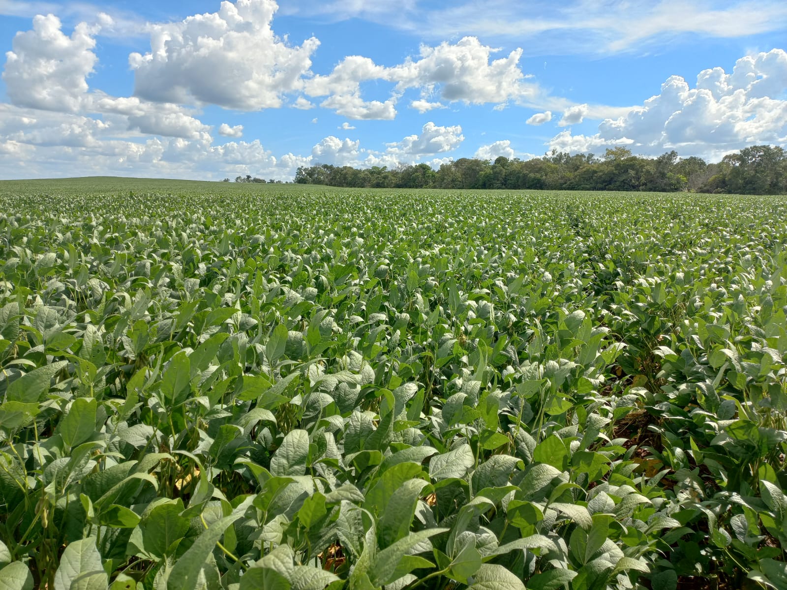 Sojapflanzen wachsen auf einem Feld in Brasilien