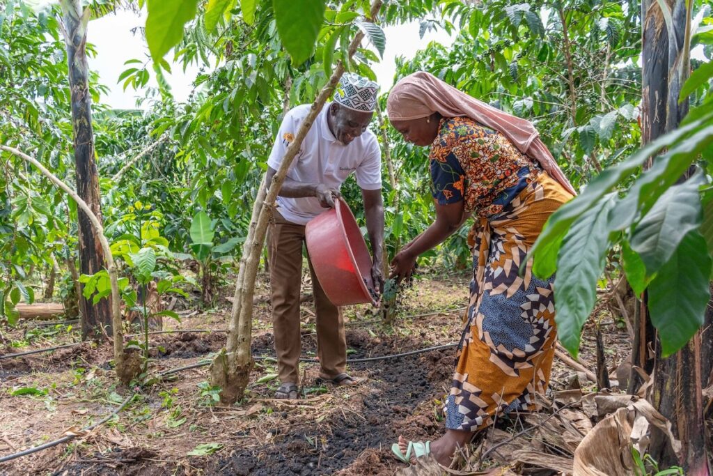 Ein ugandisches Bauernpaar, Wasswa Aramanzani und seine Frau, streut lächelnd Pflanzenkohle auf ihrer Kaffeefarm aus, um die Bodenqualität zu verbessern und CO₂ zu binden.