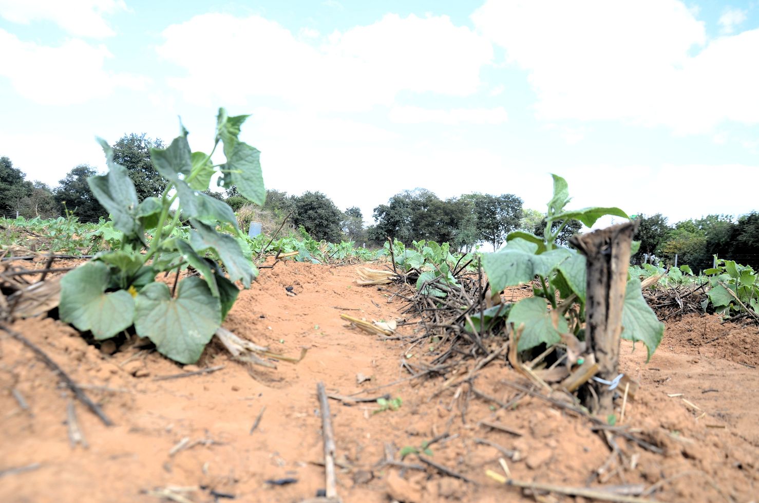 Nahaufnahme von Gemüsebeeten mit jungen Pflanzen