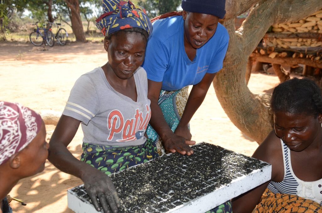 Vier sambische Frauen säen gemeinsam Gemüsesetzlinge in eine Setzlingsschale im Freien unter einem Baum – Teil des Solidaridad-Gemüsegartenprojekts in Sambia.