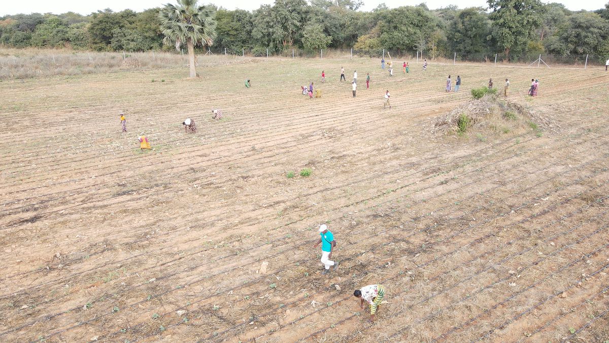 Luftaufnahme eines großen Gemüsefeldes in Sambia mit vielen Menschen, die auf den Beeten arbeiten – Teil des Solidaridad-Projekts Gemüsegarten in Sambia