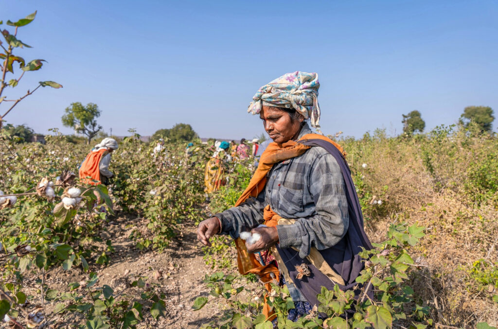 Baumwollfarmerin in Indien pflückt Baumwolle vom Strauch