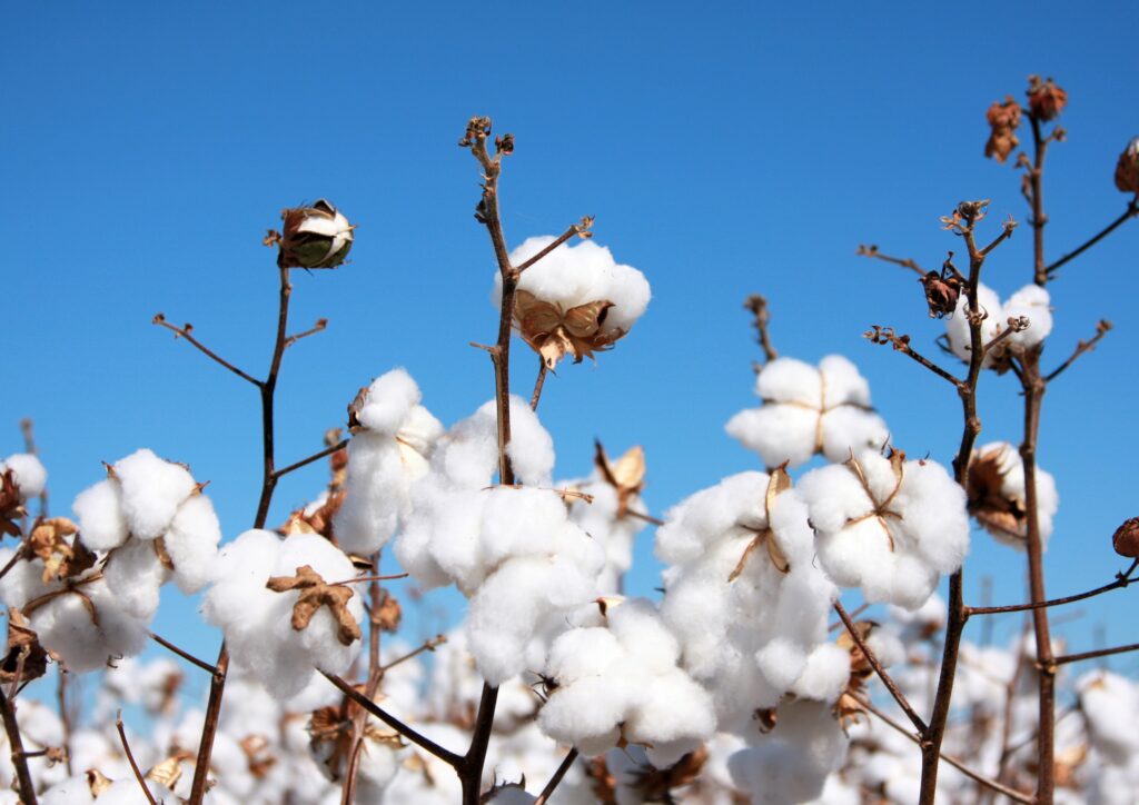 Reife Baumwollpflanzen mit geöffneten weißen Baumwollkapseln vor blauem Himmel.
