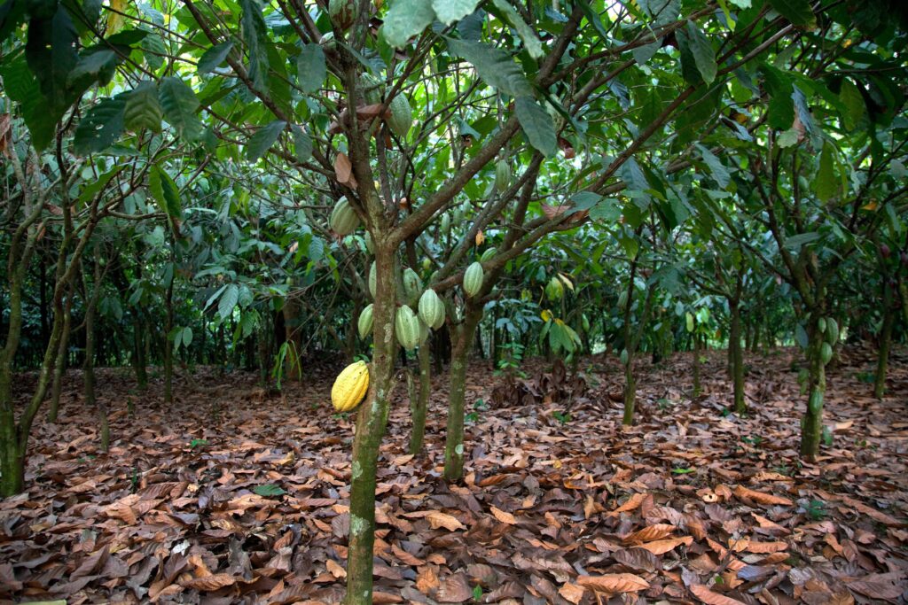 Kakaopflanzen in Ghana mit reifen und grünen Kakaofrüchten auf einer Plantage. Nachhaltiger Kakaoanbau im tropischen Regenwald.
