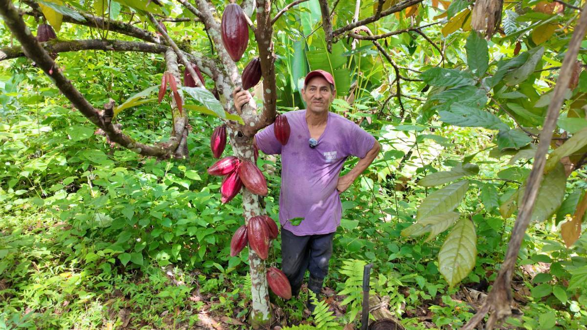 Bauer auf einer Plantage in Nicaragua, auf der Pflanzenkohle (Biochar) ausgebracht wurde – Teil eines Projekts von Solidaridad zur CO₂-Bindung und Bodengesundheit gemeinsam mit Ritter Sport,