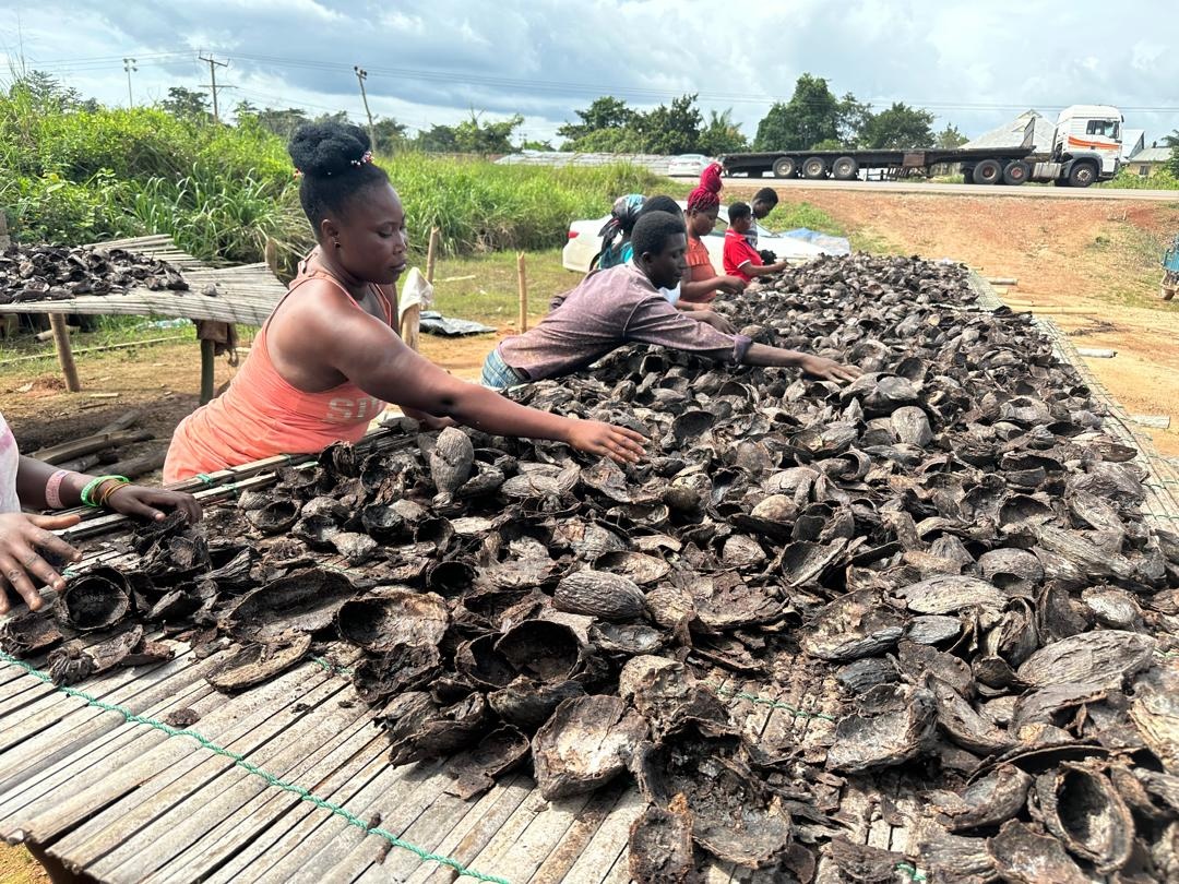 Frauen auf einer Kakaoplantage in Ghana sortieren getrocknete Kakaoschotenschalen – Vorbereitung für Pflanzenkohle-Herstellung
