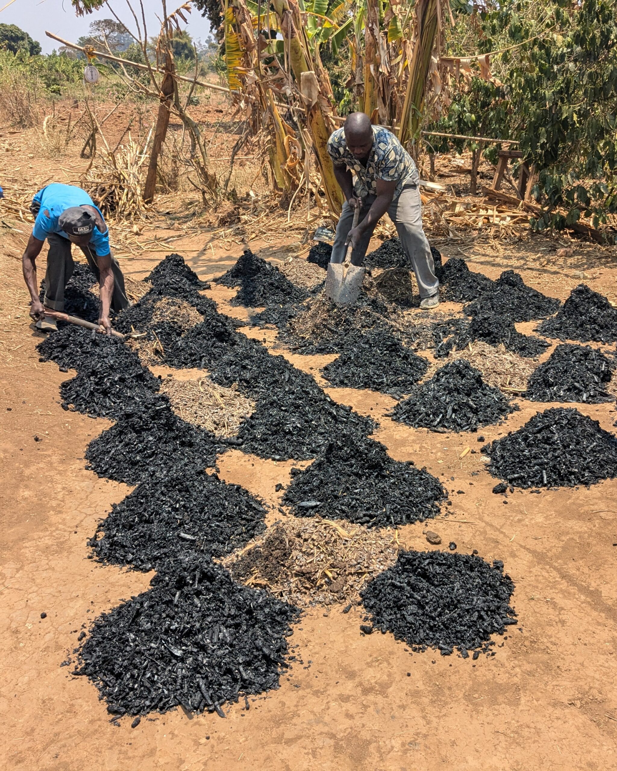 Zwei Personen mischen frisch hergestellte Pflanzenkohle auf einem trockenen Feld und verteilen die schwarzen Kohlehaufen zwischen organischem Material.
